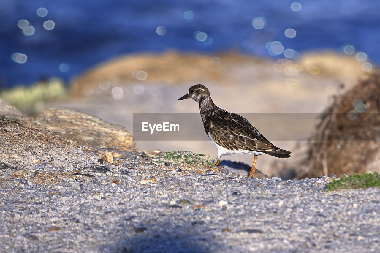 close-up of bird on rock