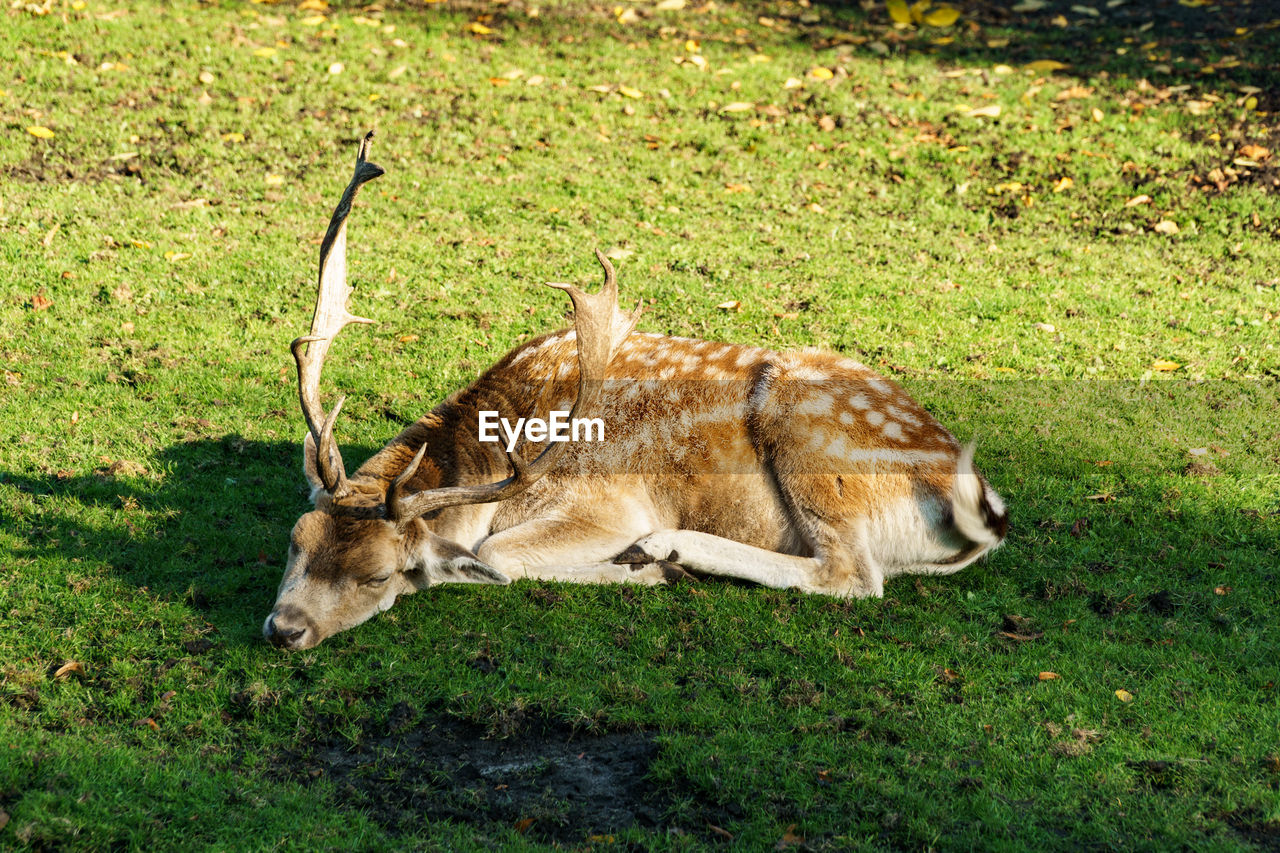 Deer relaxing on grassy field