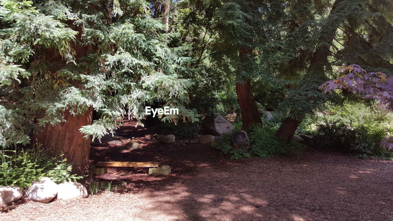 PLANTS GROWING ON TREE TRUNK