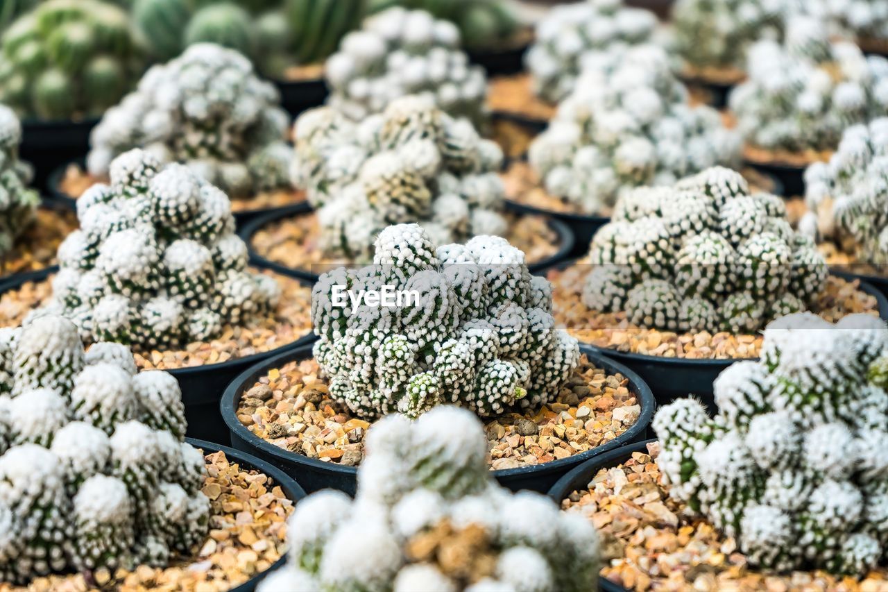 plant, flower, no people, food, nature, food and drink, reef, selective focus, freshness, abundance, leaf, day, beauty in nature, large group of objects, growth, outdoors, produce, close-up, market, retail, backgrounds