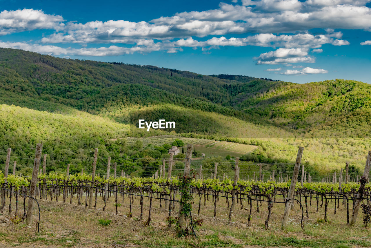 Scenic view of vineyard against sky