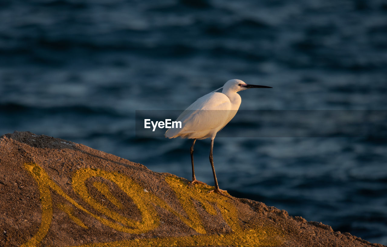 BIRD PERCHING ON ROCK IN SEA