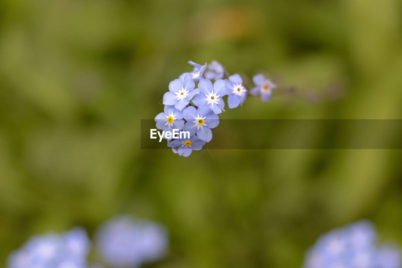 flower, flowering plant, plant, beauty in nature, freshness, forget-me-not, fragility, close-up, macro photography, petal, nature, flower head, growth, inflorescence, purple, wildflower, focus on foreground, blossom, no people, springtime, selective focus, outdoors, day, botany, blue