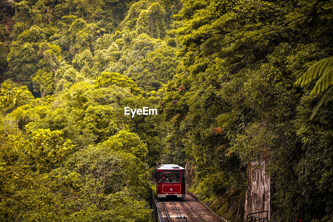 Trees and plants growing in forest