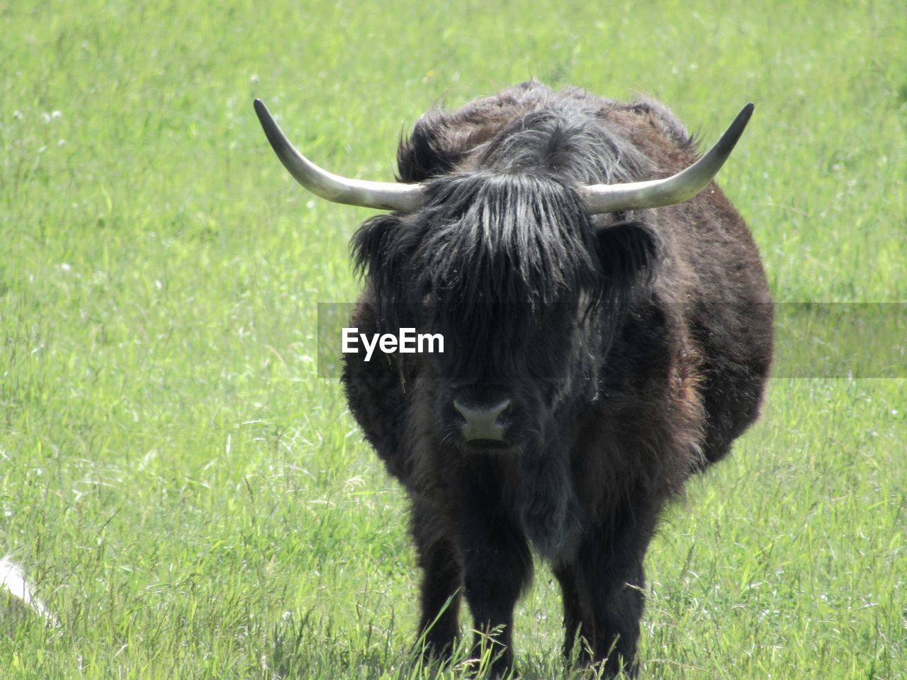 PORTRAIT OF A HORSE IN FIELD