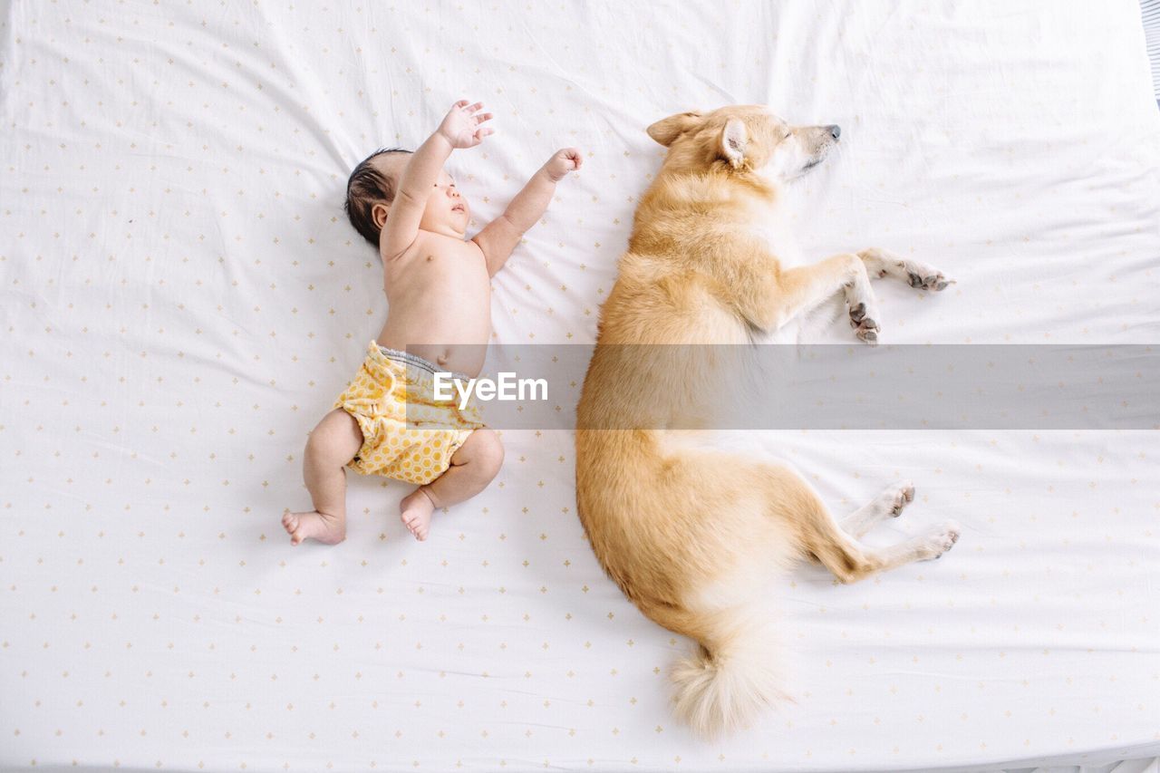 High angle view of baby sleeping by dog on bed