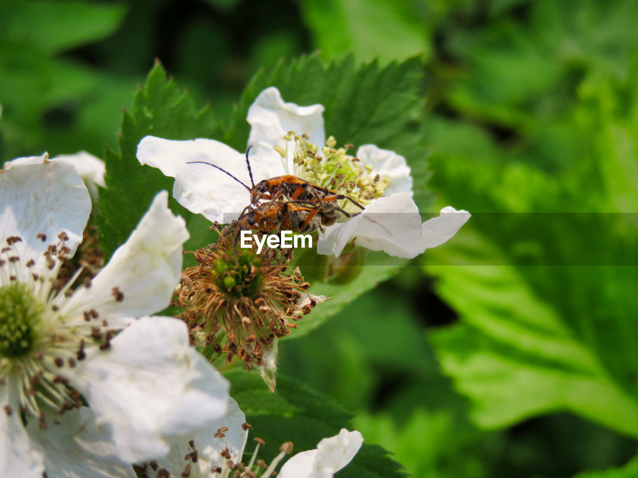 Close-up of white flower