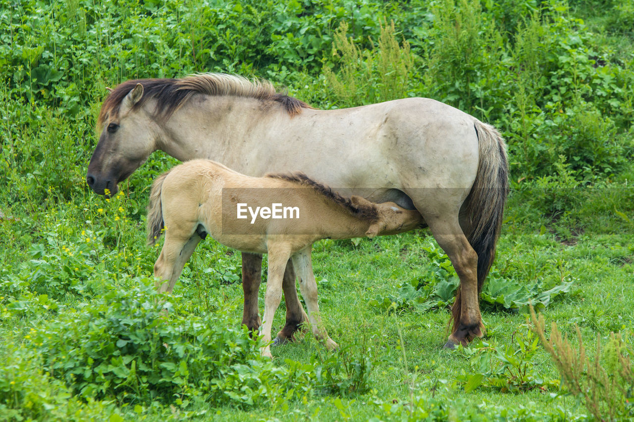 Wild konik horse mare with foal feeding from her in a netherlands nature reserve