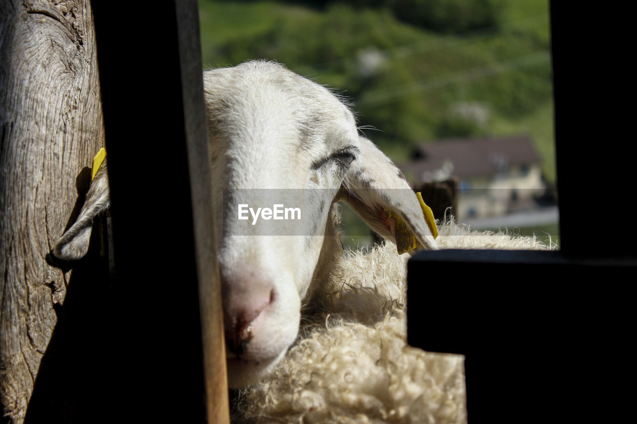 Close-up of sheep