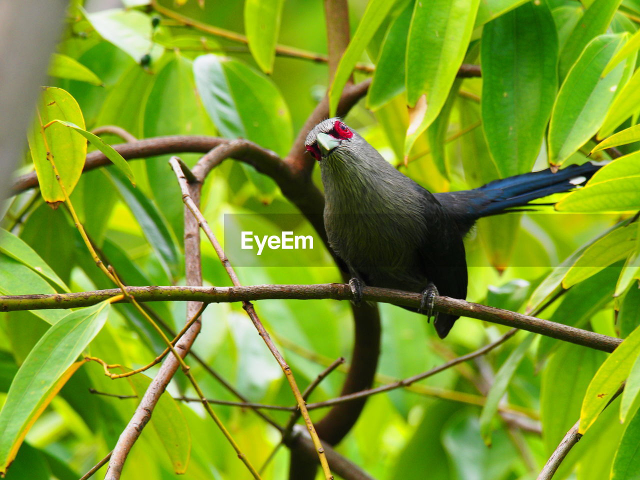 CLOSE-UP OF BIRD PERCHING ON BRANCH