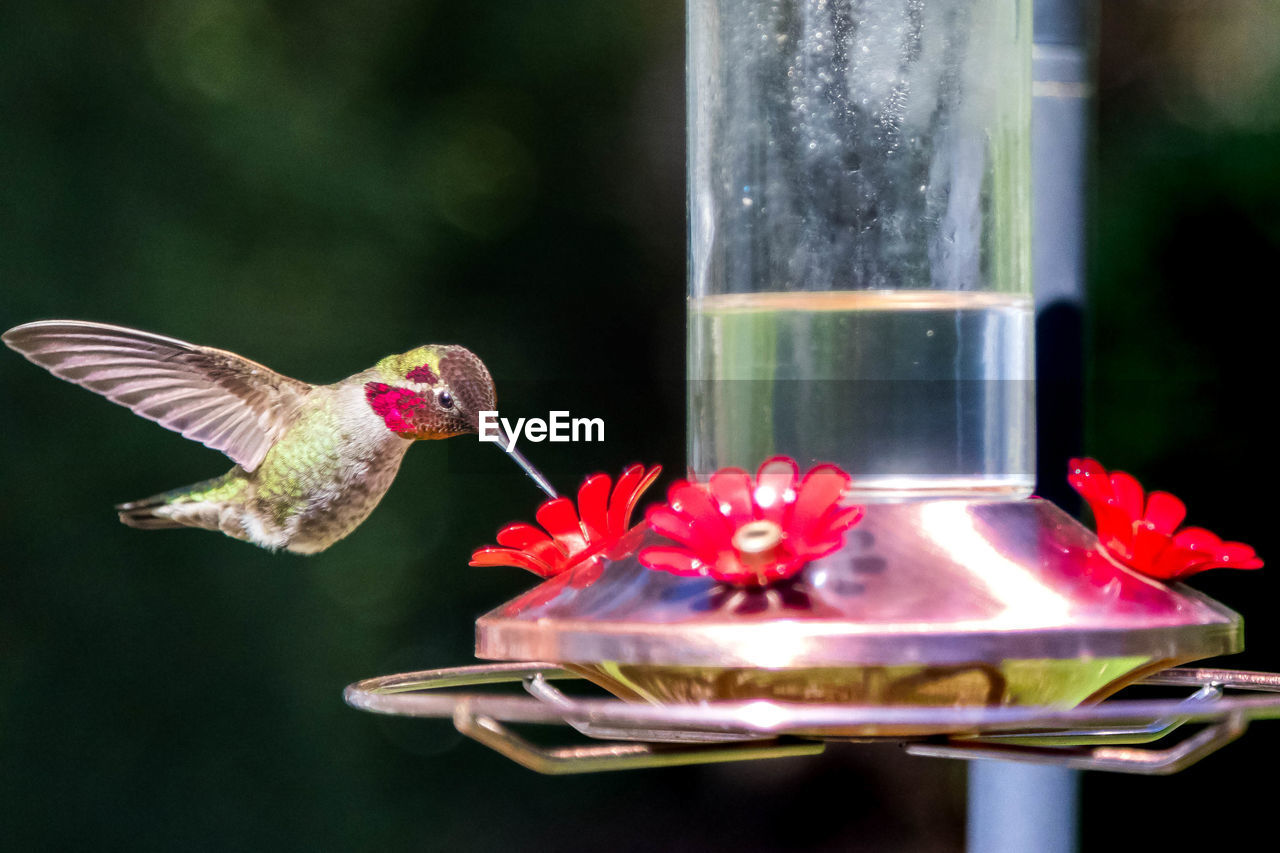 Close-up of bird flying by feeder