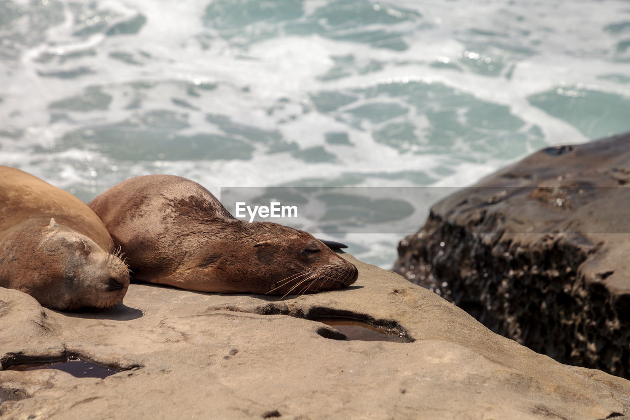 CLOSE-UP OF SEA LION ON SHORE