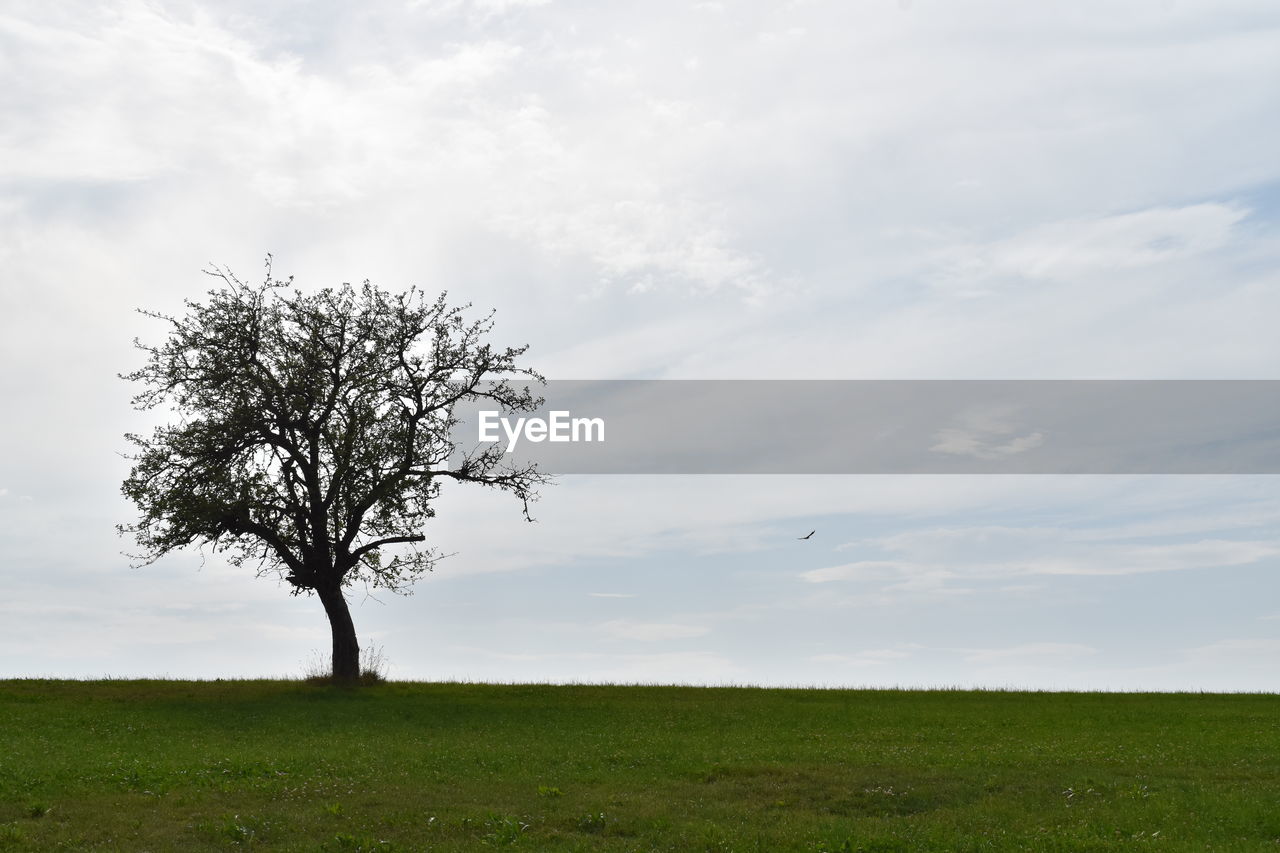 plant, sky, grass, nature, landscape, cloud, environment, tree, field, horizon, land, beauty in nature, scenics - nature, plain, tranquility, single tree, no people, grassland, rural scene, tranquil scene, horizon over land, hill, green, non-urban scene, outdoors, meadow, prairie, rural area, day, growth, idyllic, pasture, agriculture, savanna