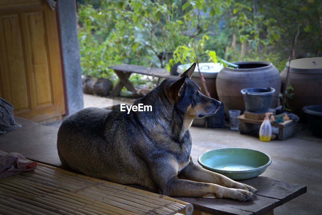 DOG SITTING ON TABLE AT YARD