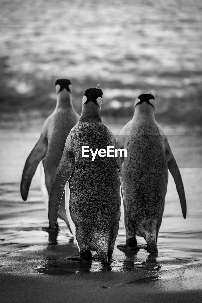 Three king penguins crossing beach to ocean