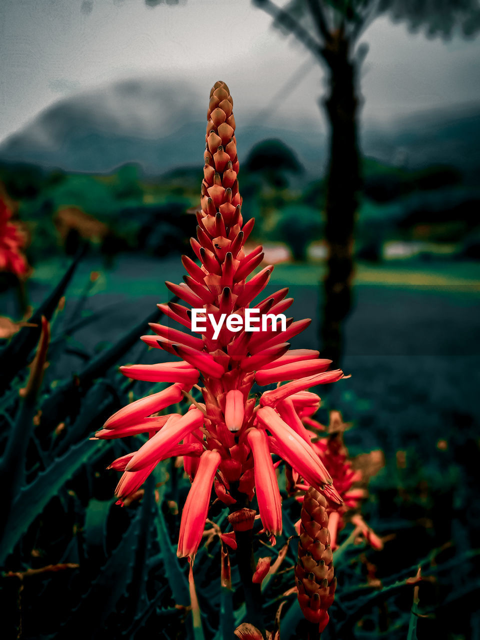 Close-up of red flowering plant on field