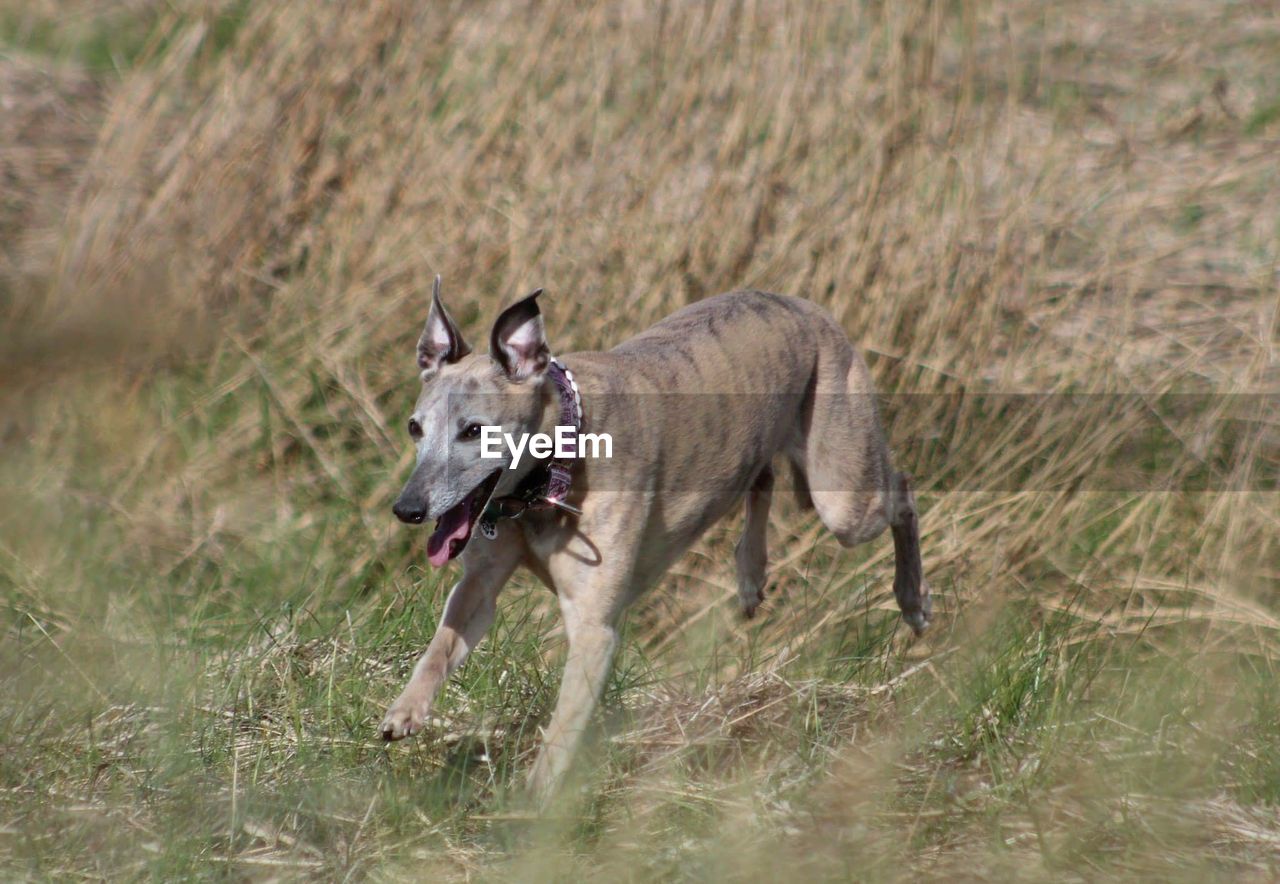 Playful hound running in field