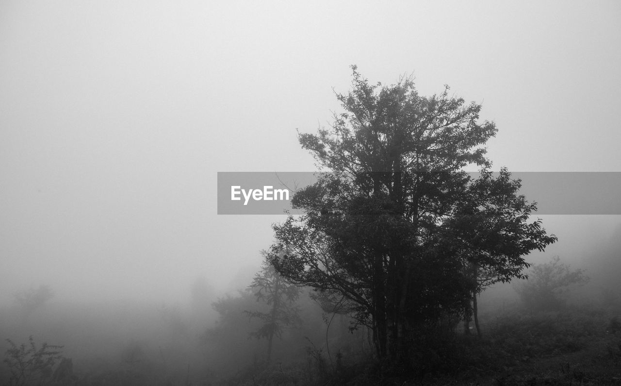Tree against sky during foggy weather