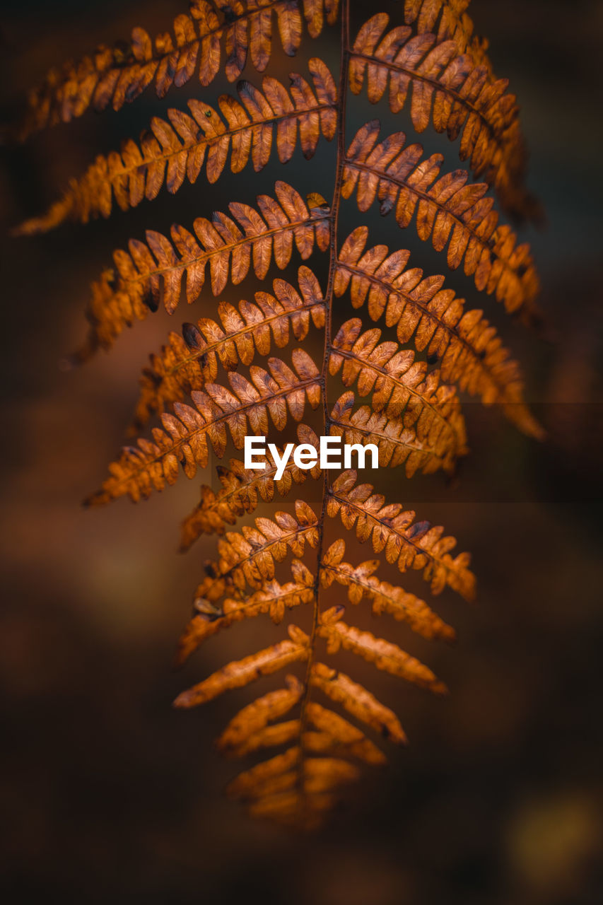 tree, leaf, branch, macro photography, plant, nature, close-up, yellow, autumn, flower, no people, beauty in nature, plant part, sunlight, outdoors, focus on foreground, plant stem, selective focus, sky, coniferous tree, reflection, pinaceae, growth