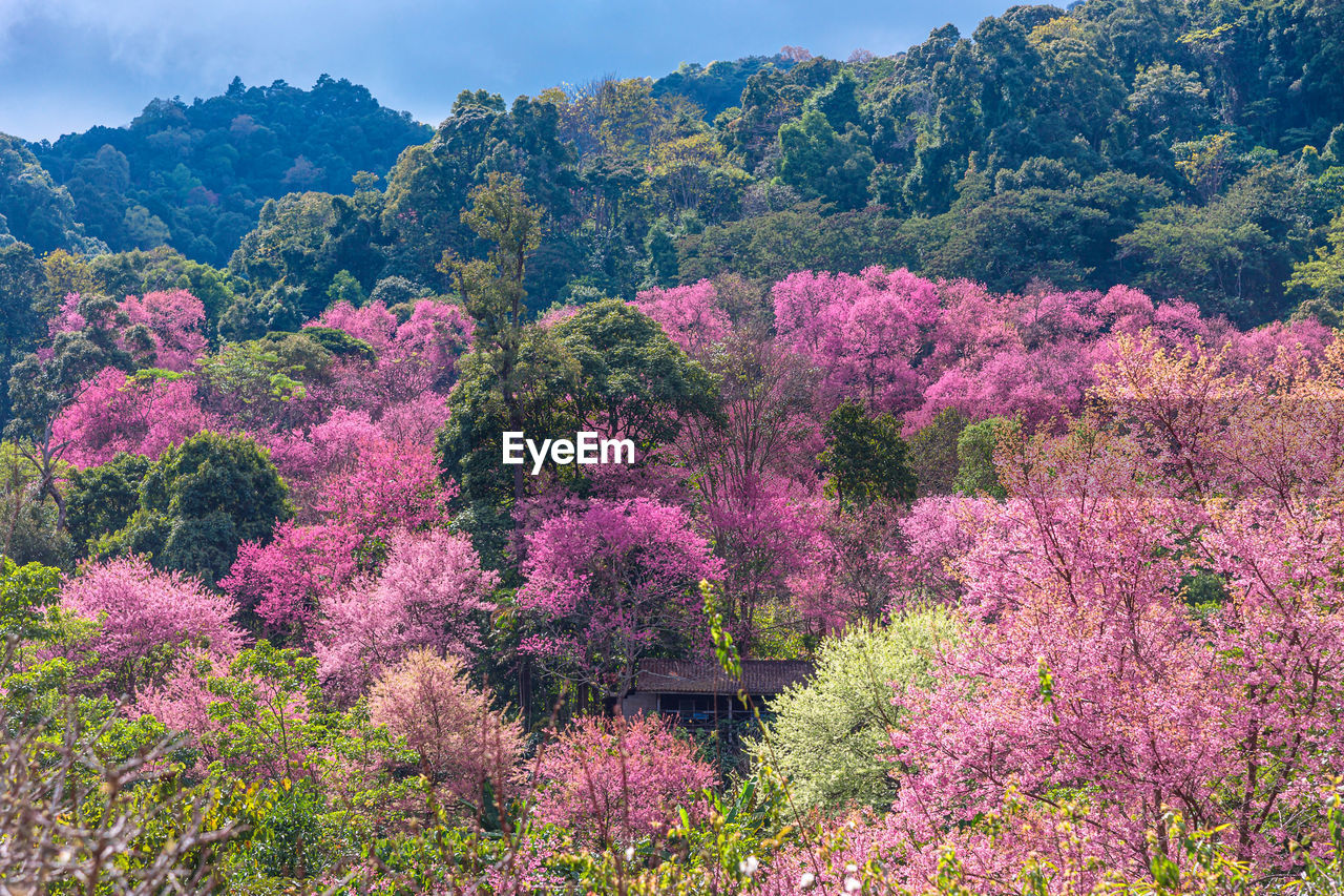PINK FLOWERING PLANTS AGAINST TREES AND SKY