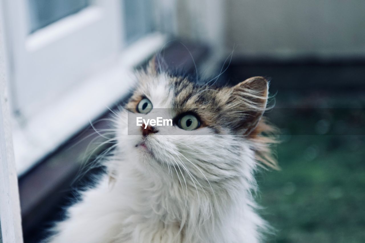 CLOSE-UP PORTRAIT OF CAT IN MOUTH