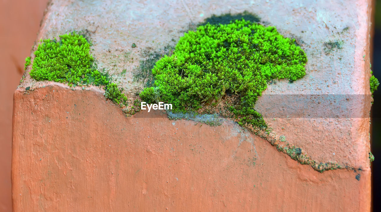 Moss growing on the wall