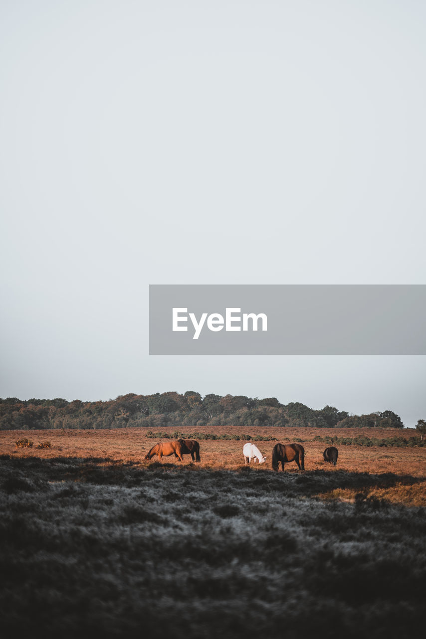 Horses grazing of field against clear sky