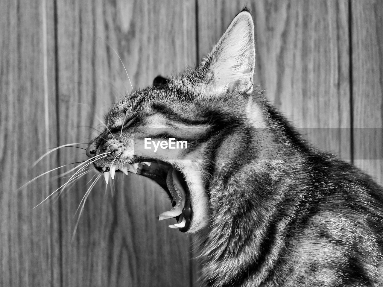 Close-up of cat yawning by wooden wall