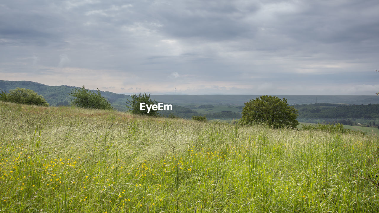 Scenic view of field against sky