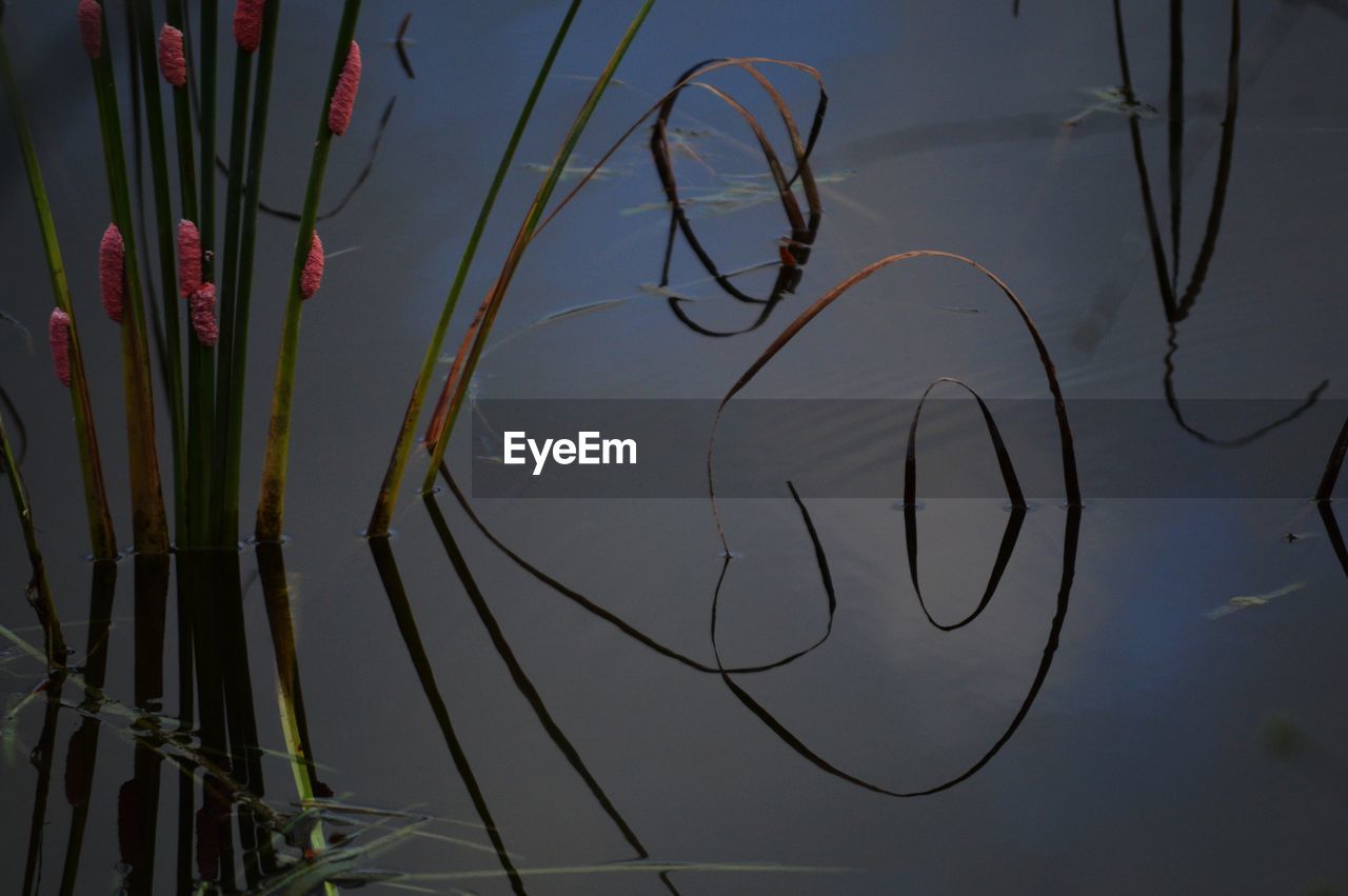 CLOSE-UP OF PLANTS AGAINST LAKE