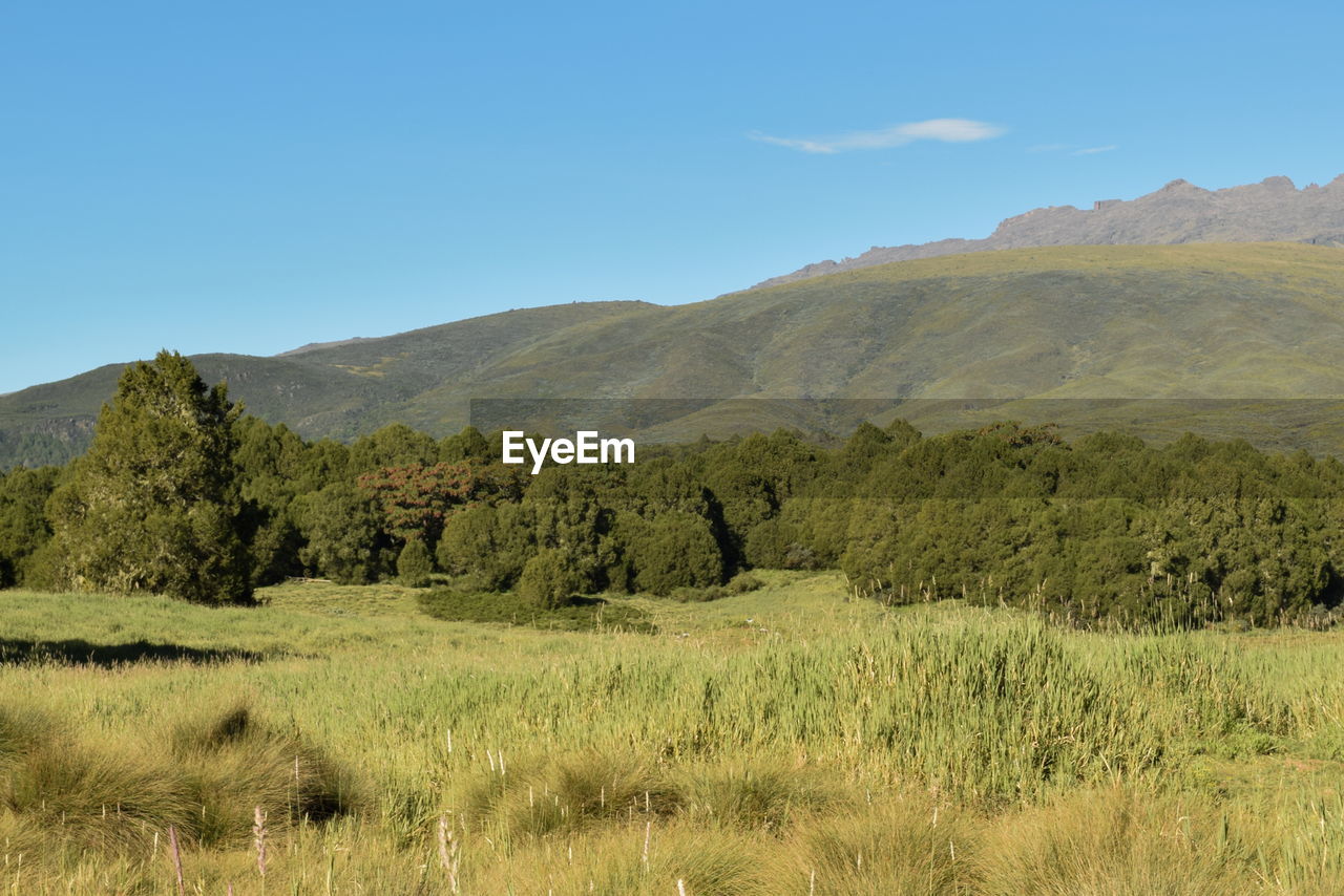 Grassland landscapes against a mountain landscapes in rural kenya, mount kenya national park, kenya
