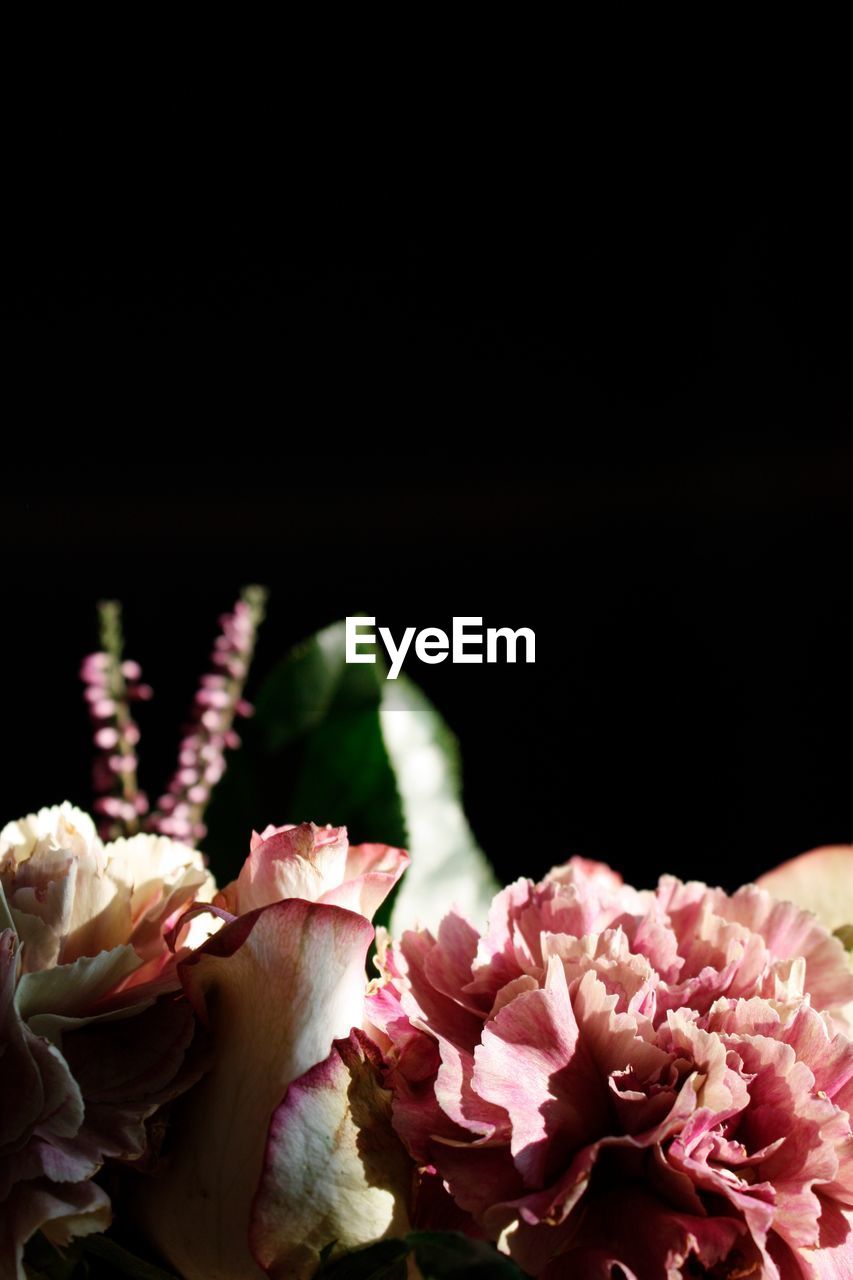 Close-up of pink roses against black background