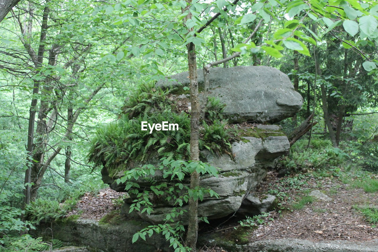 Plants and trees in park