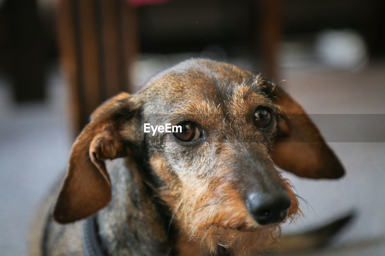 Close-up portrait of dog looking away