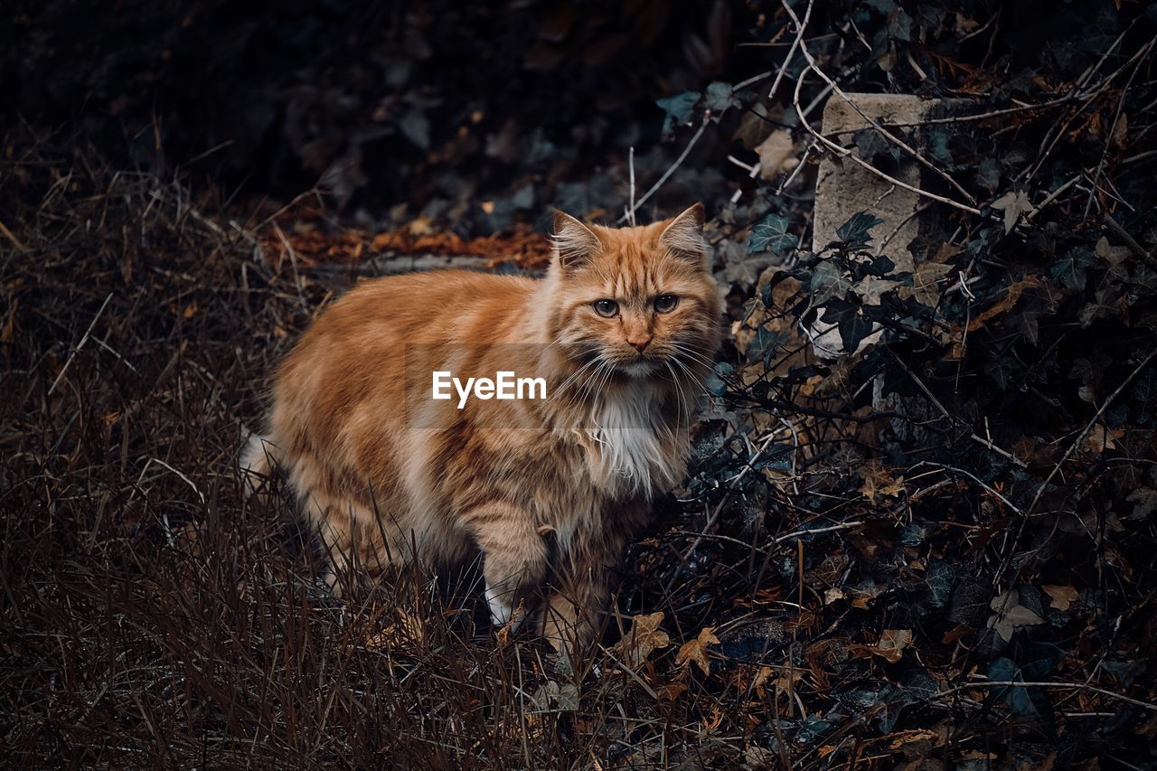 Portrait of cat on field