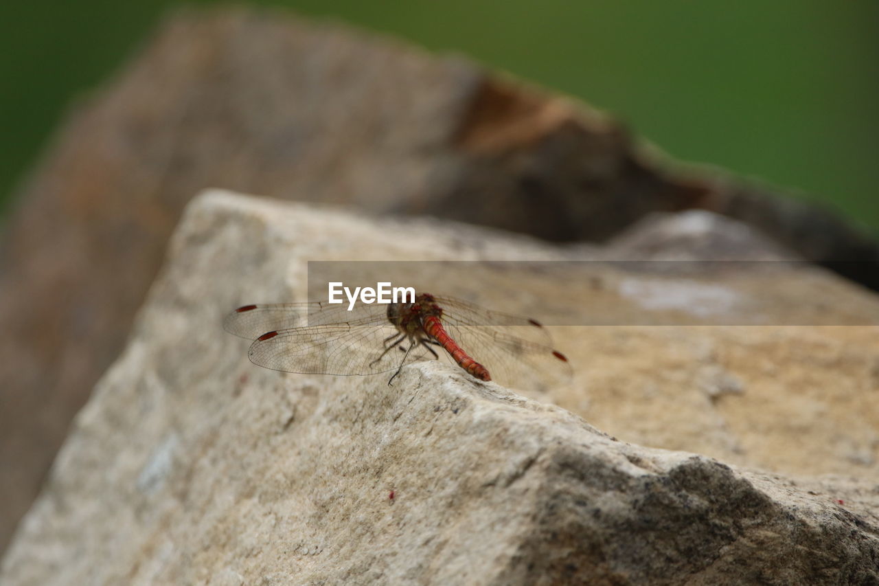 Close-up of dragonfly on rock