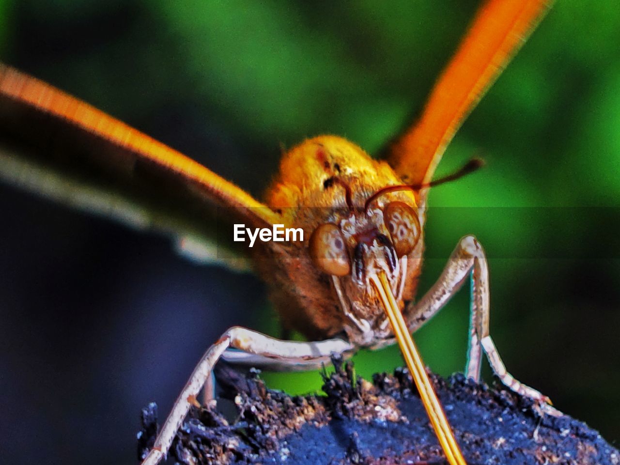 CLOSE-UP OF GRASSHOPPER