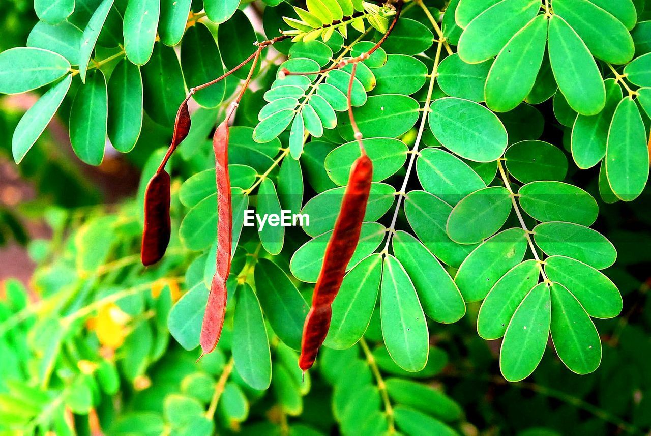 Close-up of fresh green leaves