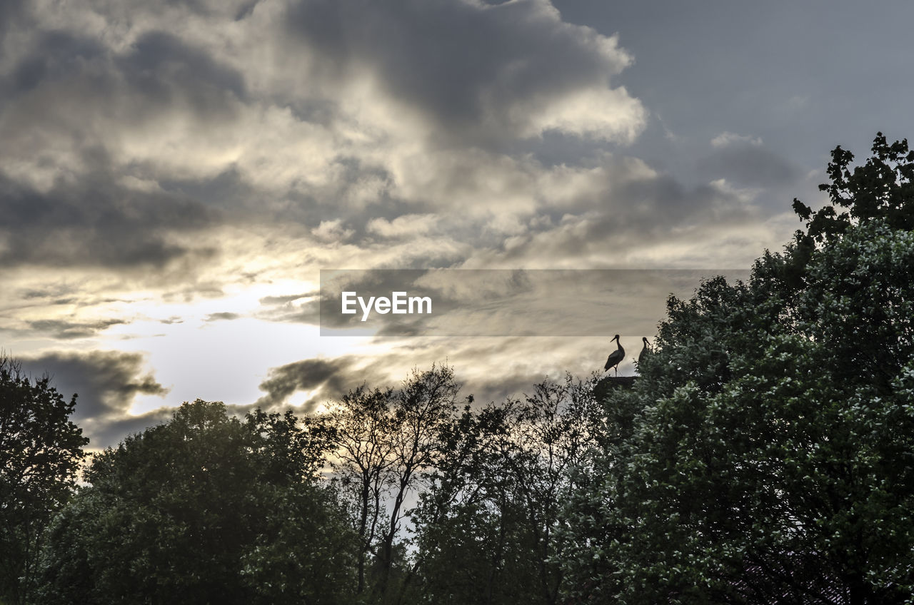 SILHOUETTE OF TREES AGAINST CLOUDY SKY