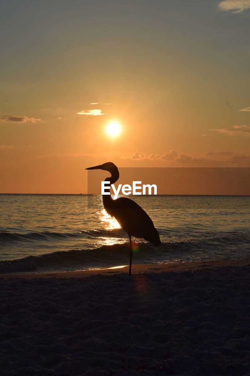 Silhouette of bird on beach during sunset