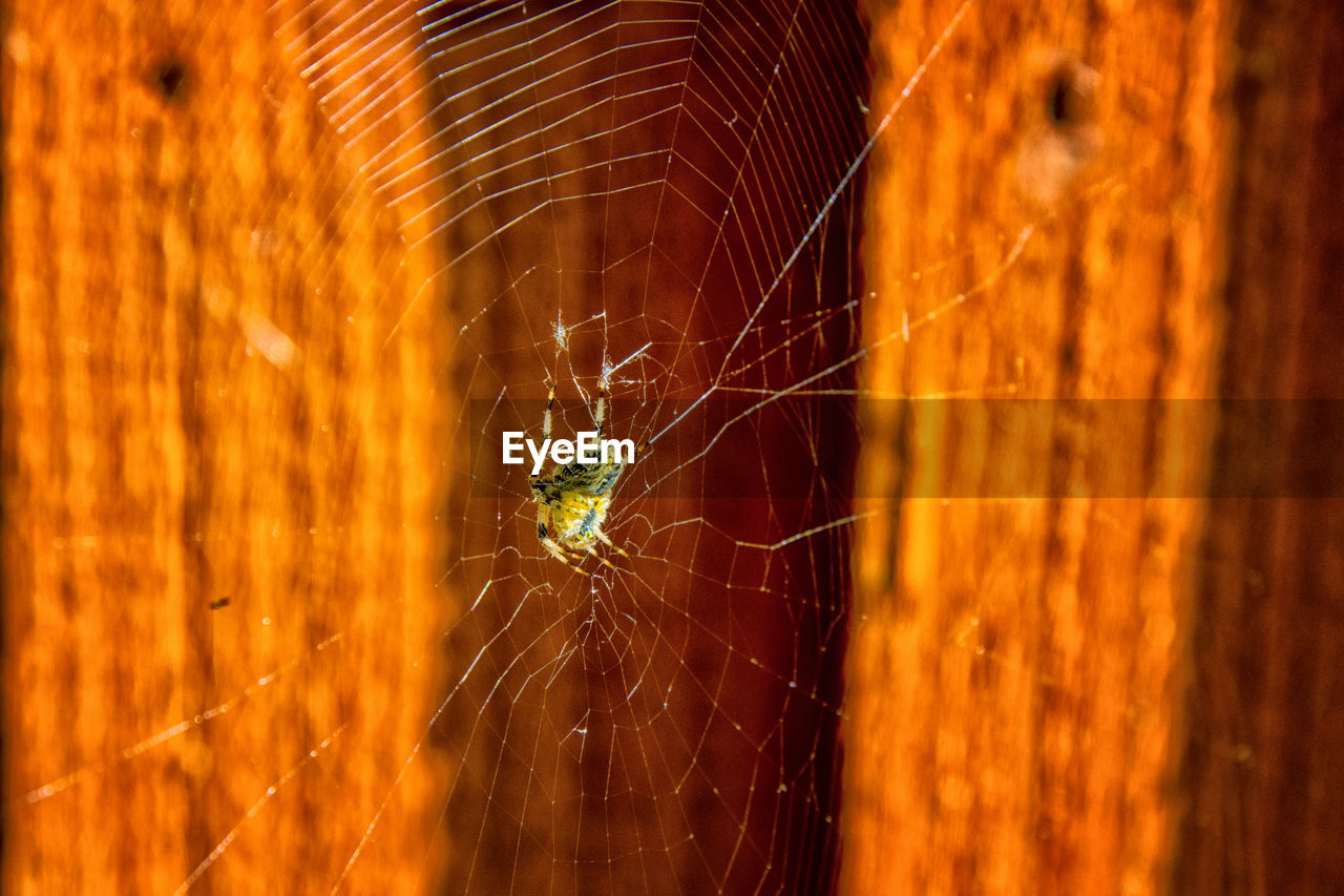 CLOSE-UP OF SPIDER ON WEB OUTDOORS