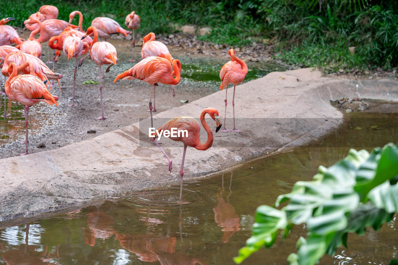 BIRDS IN LAKE