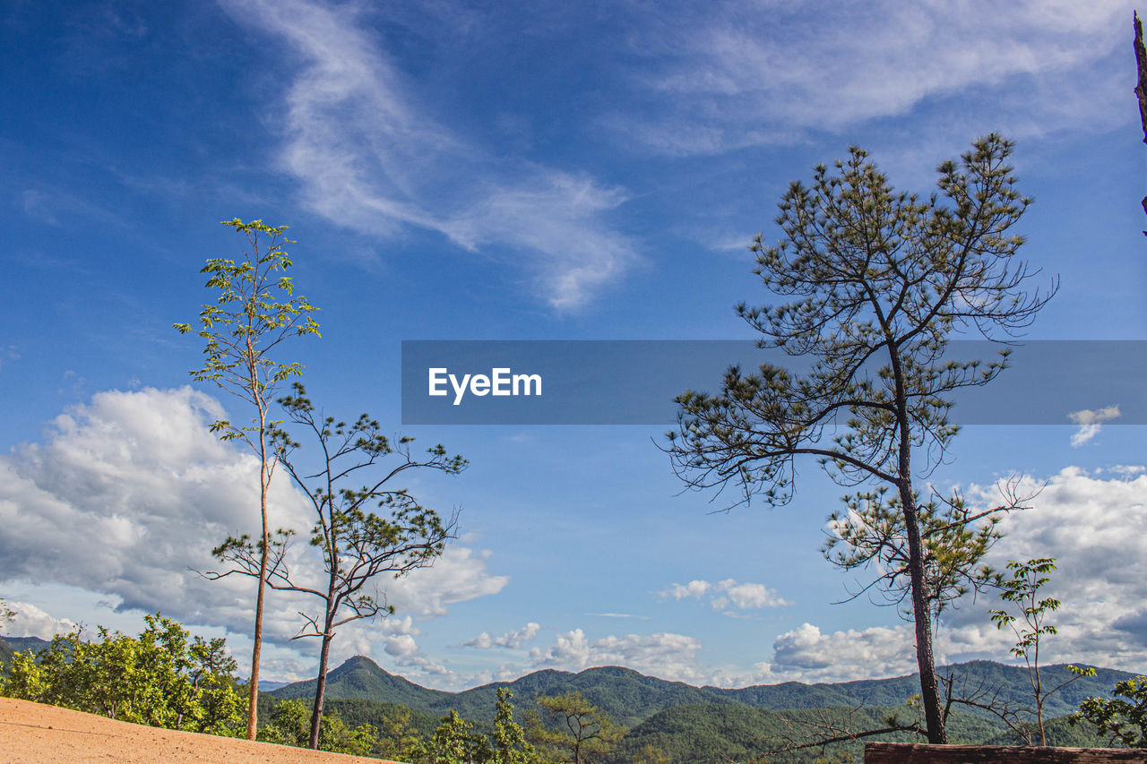 LOW ANGLE VIEW OF TREES ON LANDSCAPE AGAINST SKY