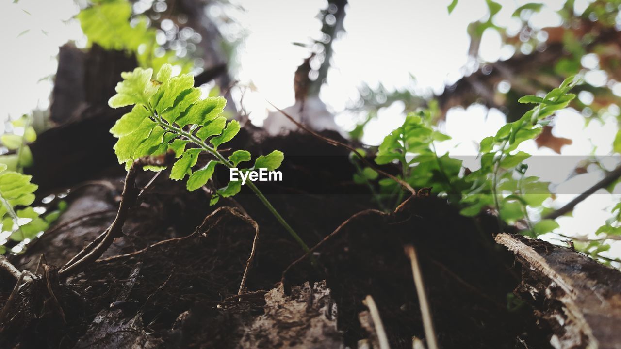 LOW ANGLE VIEW OF PLANTS