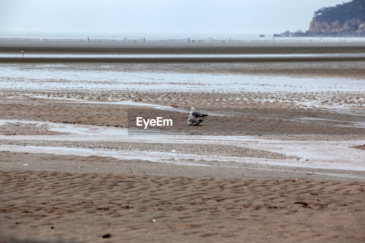 Side view of birds on shore