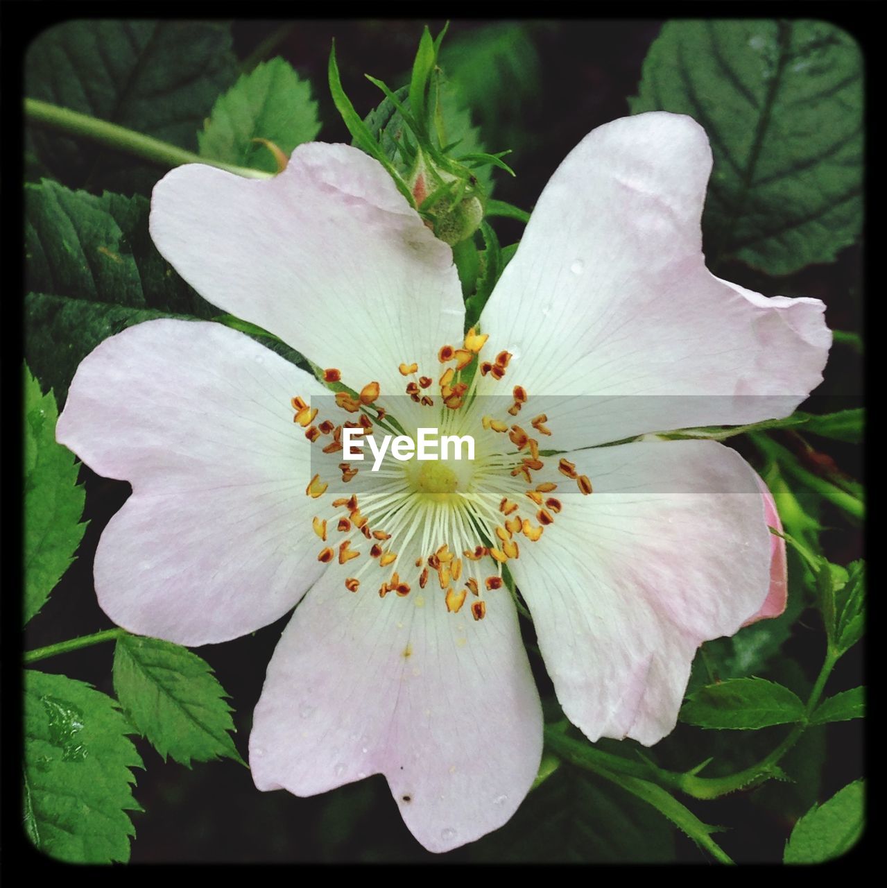 CLOSE-UP OF WHITE FLOWERS