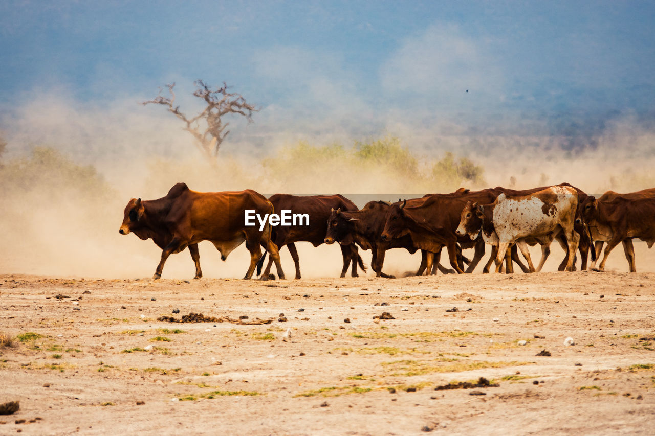 Masai boran cattle grazing in the savannah grassland landscapes of amboseli national park in kenya