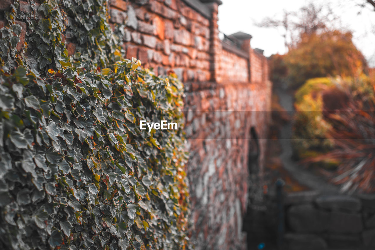 CLOSE-UP OF IVY AGAINST BUILDING