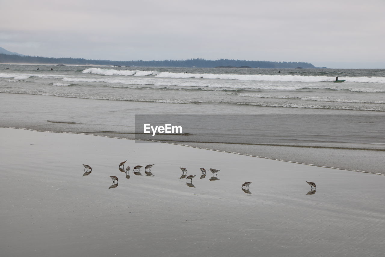 Flock of birds on beach