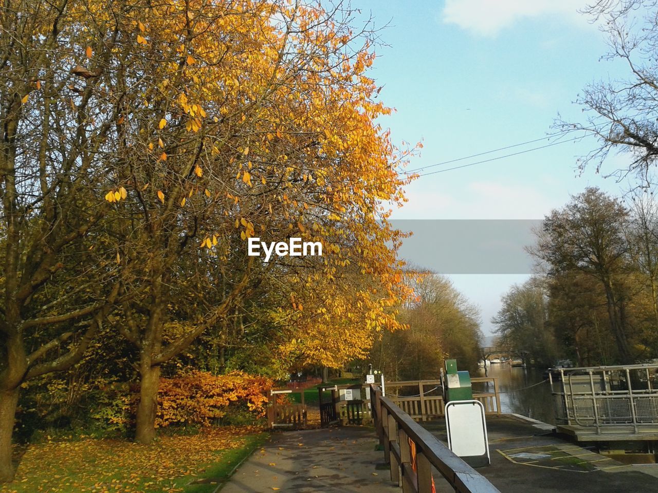 SCENIC VIEW OF AUTUMN TREES